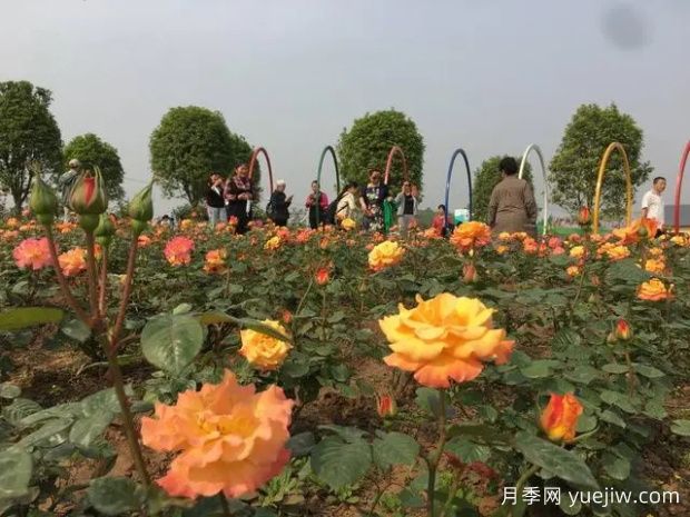 自贡月季应用和月季景观(图1)