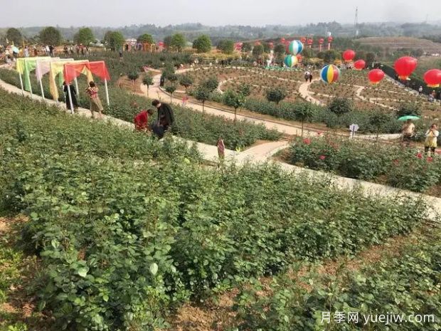 自贡月季应用和月季景观(图2)