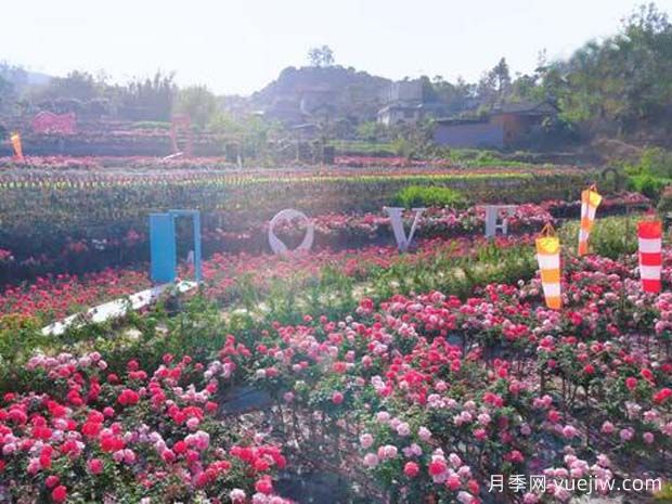 攀枝花月季应用和月季景观(图2)