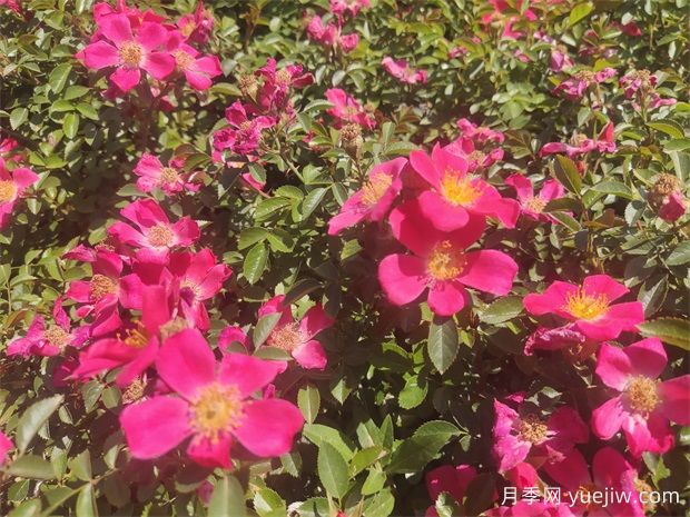 48种宿根花卉，你认识几种？(图1)