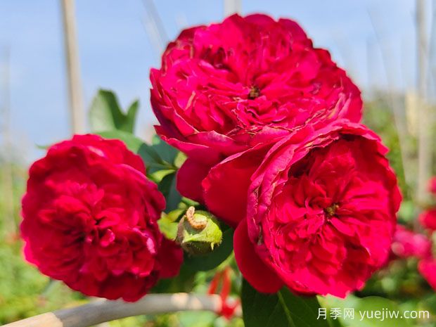 优质花墙材料——藤本红色弗洛伦蒂娜月季(图2) 优质花墙材料——藤本红色弗洛伦蒂娜月季(图2)