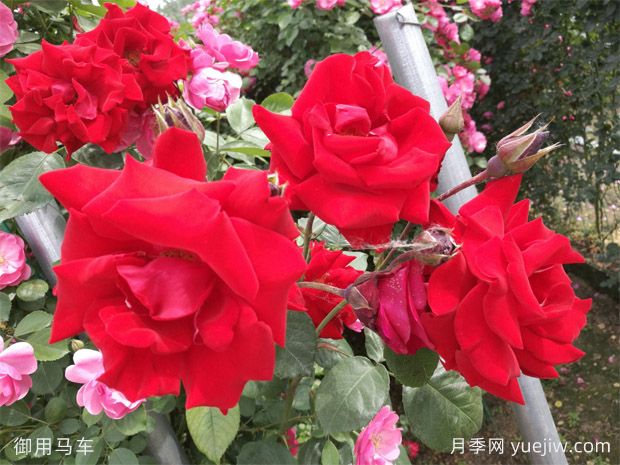 大红色长得快,快速成花墙花海,就是御用马车月季(图1) 大红色长得快,快速成花墙花海,就是御用马车月季(图1)