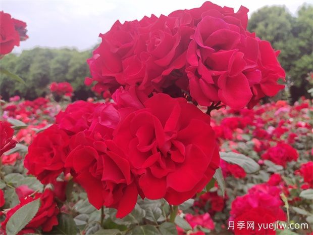 大红色长得快,快速成花墙花海,就是御用马车月季(图2) 大红色长得快,快速成花墙花海,就是御用马车月季(图2)