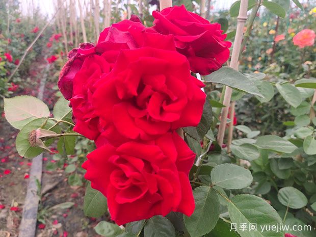 御用马车藤本月季，纯正中国红出道60多年依旧让人着迷(图4)