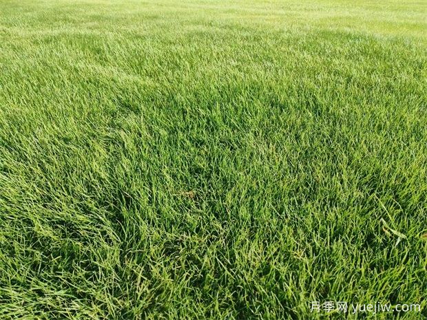 早春草坪草促返青养护管理要点(图1)