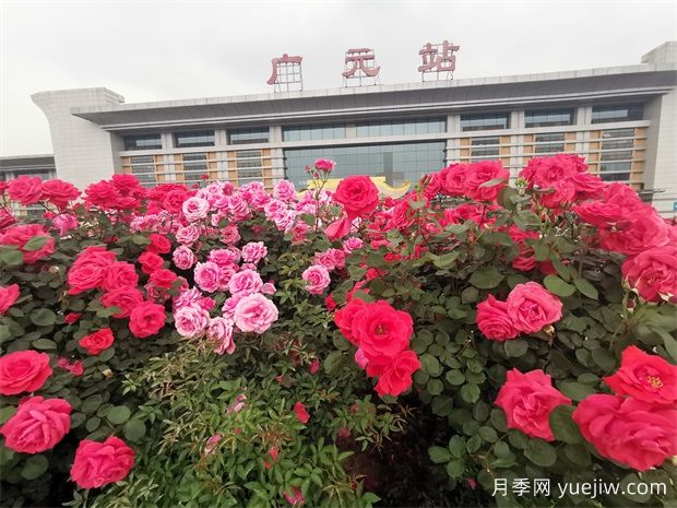 广元月季应用和月季景观(图1)