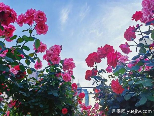 遂宁月季应用和月季景观(图2)