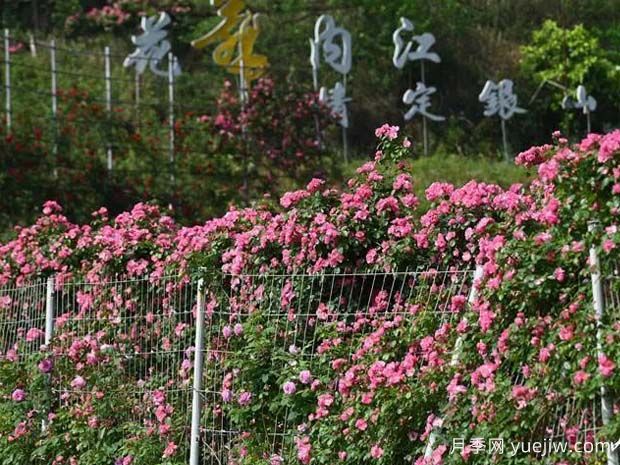 6万株月季灿烂绽放,月季花舞内江资中(图2) 6万株月季灿烂绽放,月季花舞内江资中(图2)