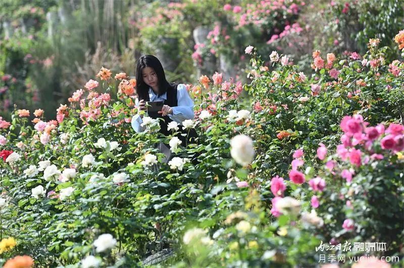 6万株月季灿烂绽放,月季花舞内江资中(图3) 6万株月季灿烂绽放,月季花舞内江资中(图3)