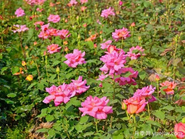 乐山月季应用和月季景观(图1)
