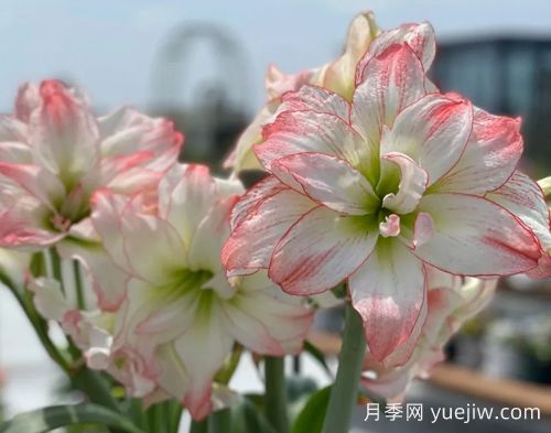 常见的朱顶红品种分享(图1) 常见的朱顶红品种分享(图1)