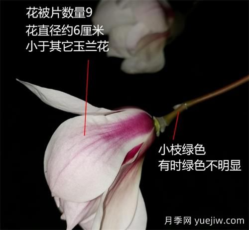 八种玉兰识别与图鉴(图2)