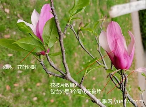 八种玉兰识别与图鉴(图5)