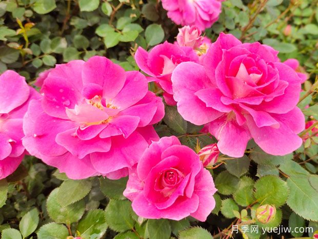 美艳长新的月季花科普(图1) 美艳长新的月季花科普(图1)