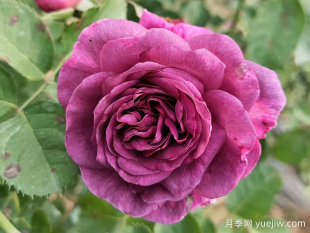 玫瑰花的优点和缺点(图1)