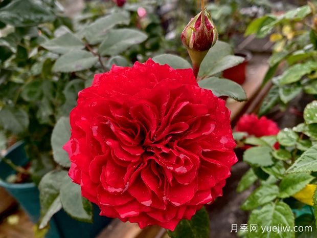 月季业界最具权威性的ADR认证是什么?(图2) 月季业界最具权威性的ADR认证是什么?(图2)