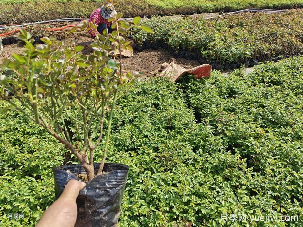 使用海绵来扦插月季的方法,一周就长白根(图1) 使用海绵来扦插月季的方法,一周就长白根(图1)