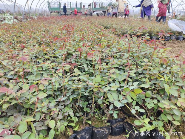 三月，园林植保养护月历(图1)