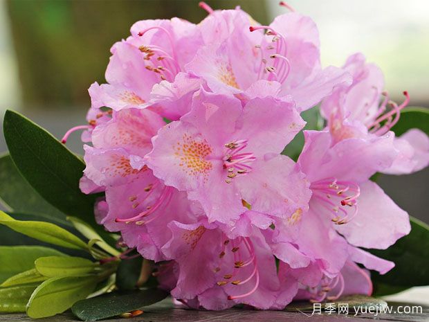 养好杜鹃花需要注意哪些事项?(图1) 养杜鹃花有哪些注意事项?(图1)