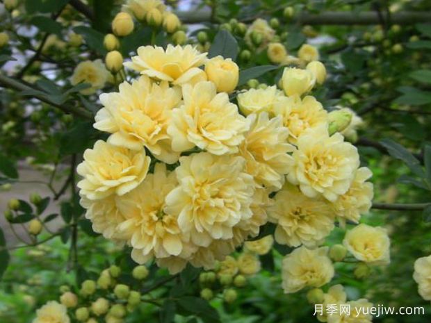 木香花，红黄橙白木香，爬藤界的鼻祖(图2)