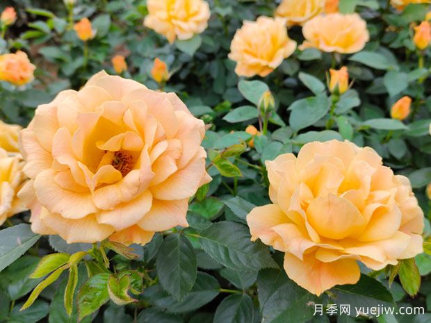 月季花的传说和各种颜色代表的花语(图1) 月季花的传说和各种颜色代表的花语(图1)