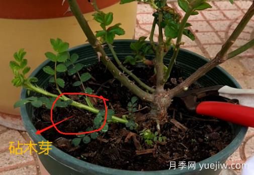 春天月季脚芽要抹掉吗？这3种情况需要处理掉(图1)