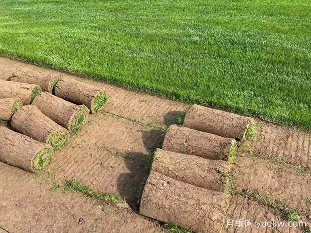 草坪的品种及性能对比(图3) 草坪的品种及性能对比(图3)