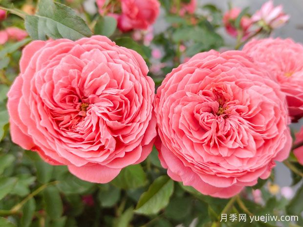 可以送33朵玫瑰花吗？有什么意思(图1)