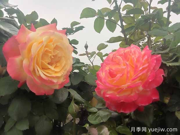 月季噻虫嗪的使用方法和注意事项(图1) 月季噻虫嗪的使用方法和注意事项(图1)