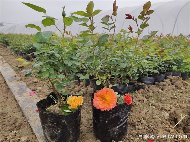 换盆有技巧,五种花卉换盆需谨慎(图1) 换盆有技巧,五种花卉换盆需谨慎(图1)