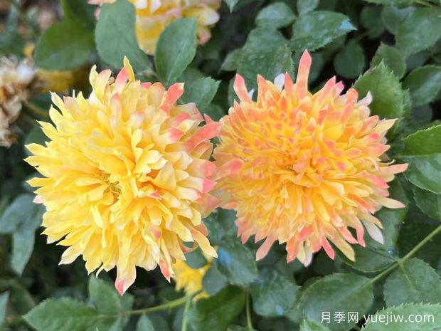 推荐4款欧月月季,颜值担当,抗病好养(图2) 推荐4款欧月月季,颜值担当,抗病好养(图2)