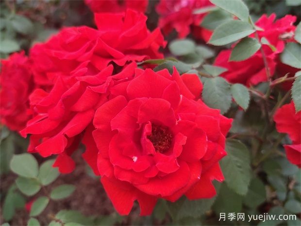 花中皇后月季,文化韵味长存(图1) 花中皇后月季,文化韵味长存(图1)