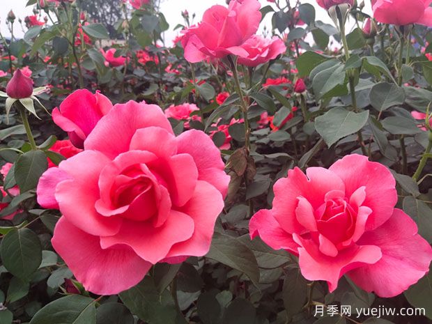 花中皇后月季,文化韵味长存(图3) 花中皇后月季,文化韵味长存(图3)