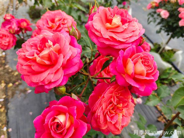 花中皇后月季,文化韵味长存(图2) 花中皇后月季,文化韵味长存(图2)