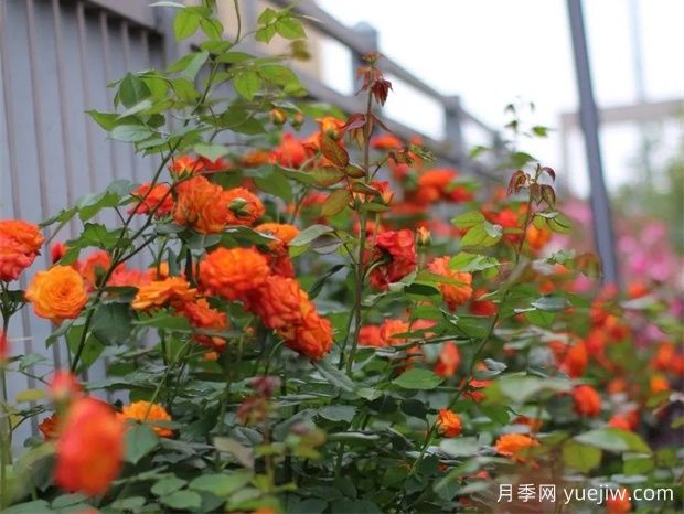 金华职院月季花墙,校园美丽多彩(图2) 金华职院月季花墙,校园美丽多彩(图2)