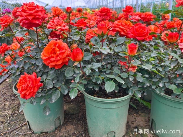 月季简介及繁育栽培修剪技术(图3) 月季简介及繁育栽培修剪技术(图3)