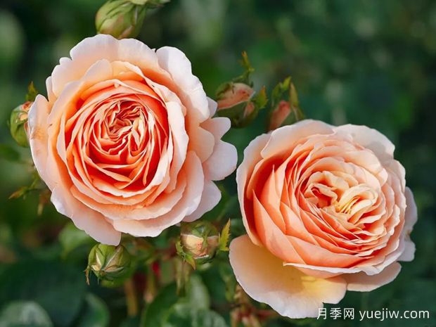 园艺必选,美艳芬芳的浓香月季品种大盘点(图4) 园艺必选,美艳芬芳的浓香月季品种大盘点(图4)