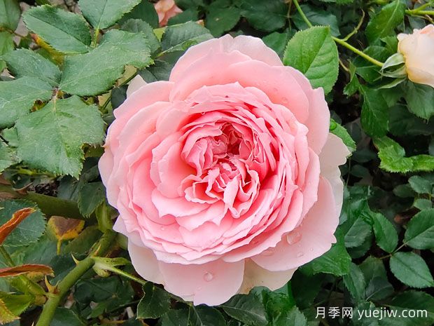 非常值得养的6种月季花,花美抗病四季开花(图1) 非常值得养的6种月季花,花美抗病四季开花(图1)