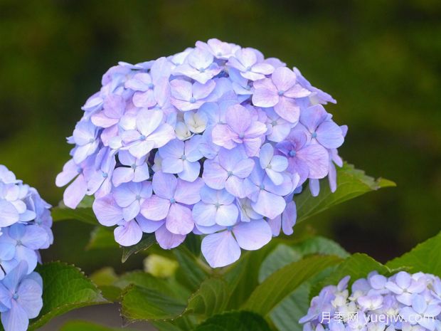 绣球花如何养护？掌握这几点，立马花团锦簇(图1)