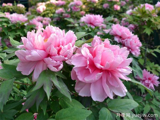 中国十大传统名花(图1) 中国十大传统名花(图1)