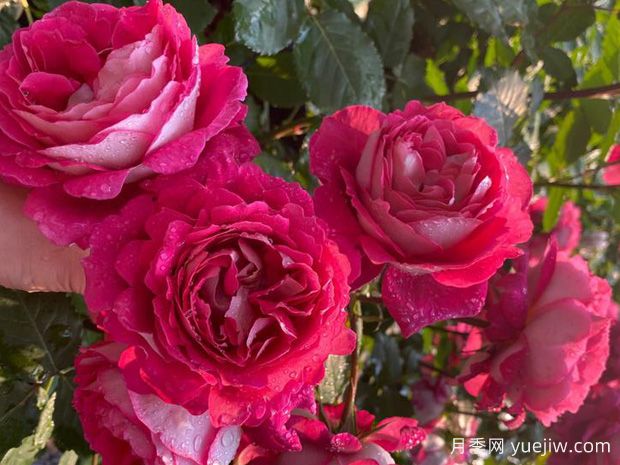 马萨德医生月季零差评，美丽芳香近乎完美(图2)