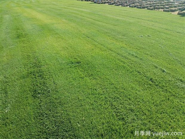 四季青草坪怎么种植和养护?(图1) 四季青草坪怎么种植和养护?(图1)