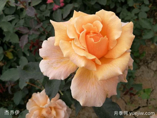 什么是月季的春化?(图1) 什么是月季的春化?(图1)