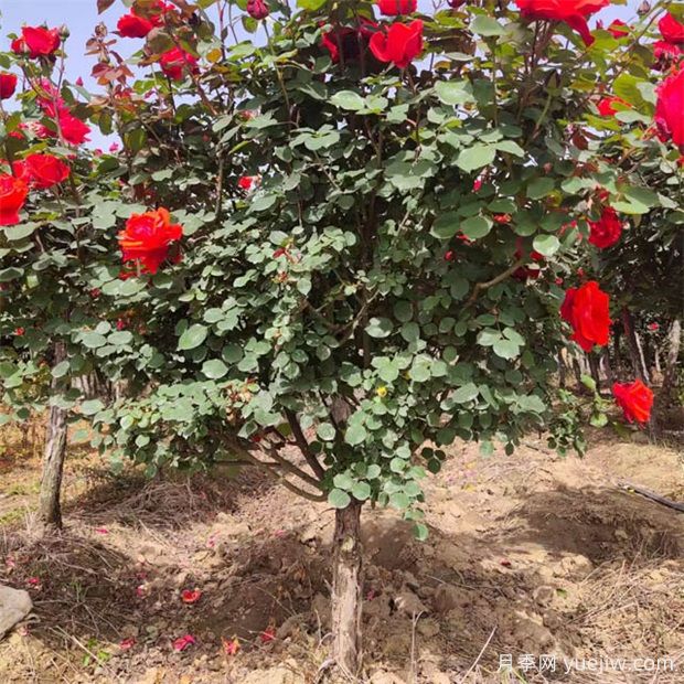 培育树状月季苗要注意哪些方面的准备?(图1) 培育树状月季苗要注意哪些方面的准备?(图1)