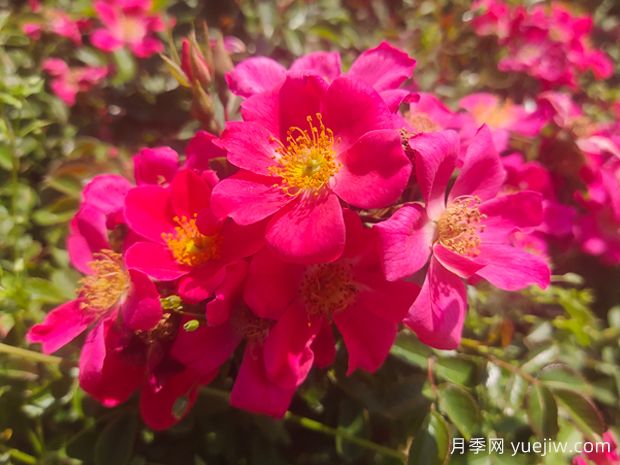 地被月季的知识(图1) 地被月季的知识(图1)