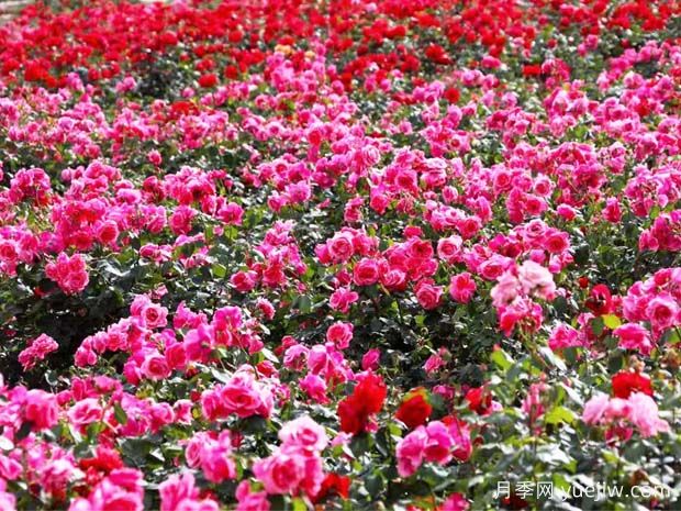 地被月季的知识(图2) 地被月季的知识(图2)