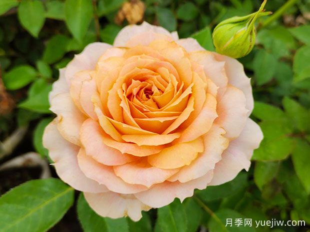 6个不可错过的切花月季品种(图3) 6个不可错过的切花月季品种(图3)