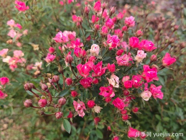 精挑细选30个迷你月季品种，用于小空间景观(图6)