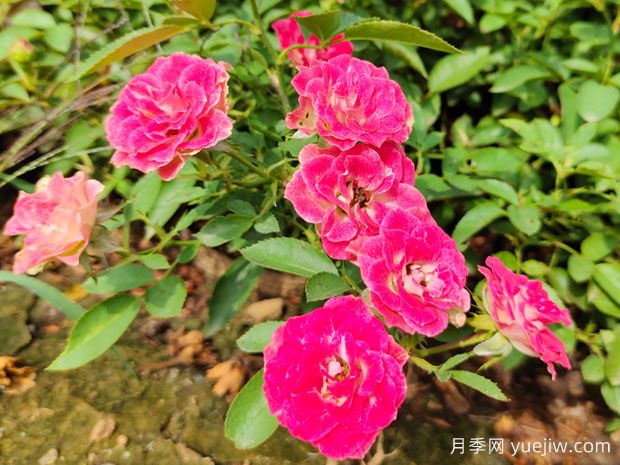 精挑细选30个迷你月季品种，用于小空间景观(图3)
