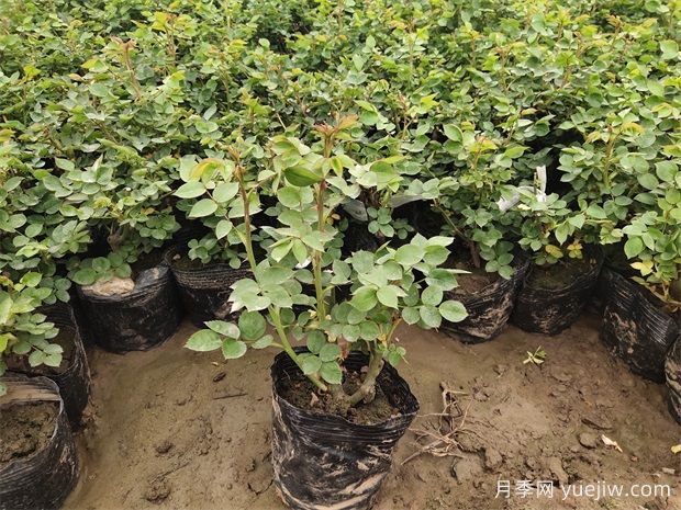 月季春化什么意思?(图1) 月季春化什么意思?(图1)